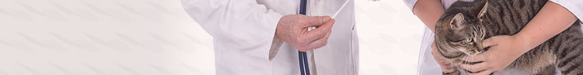 swissmedic_tam_intro-domestic-cat