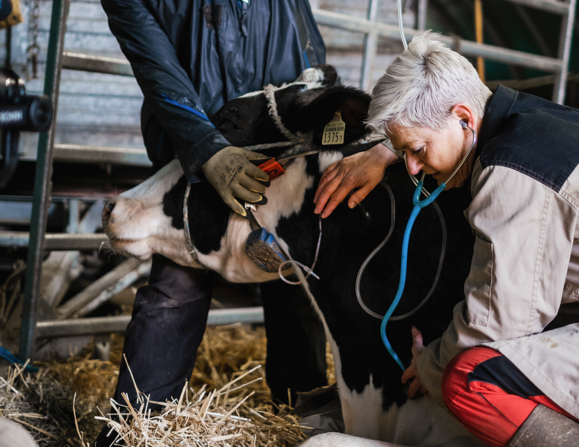 Barbara Knutti al suo lavoro di veterinario