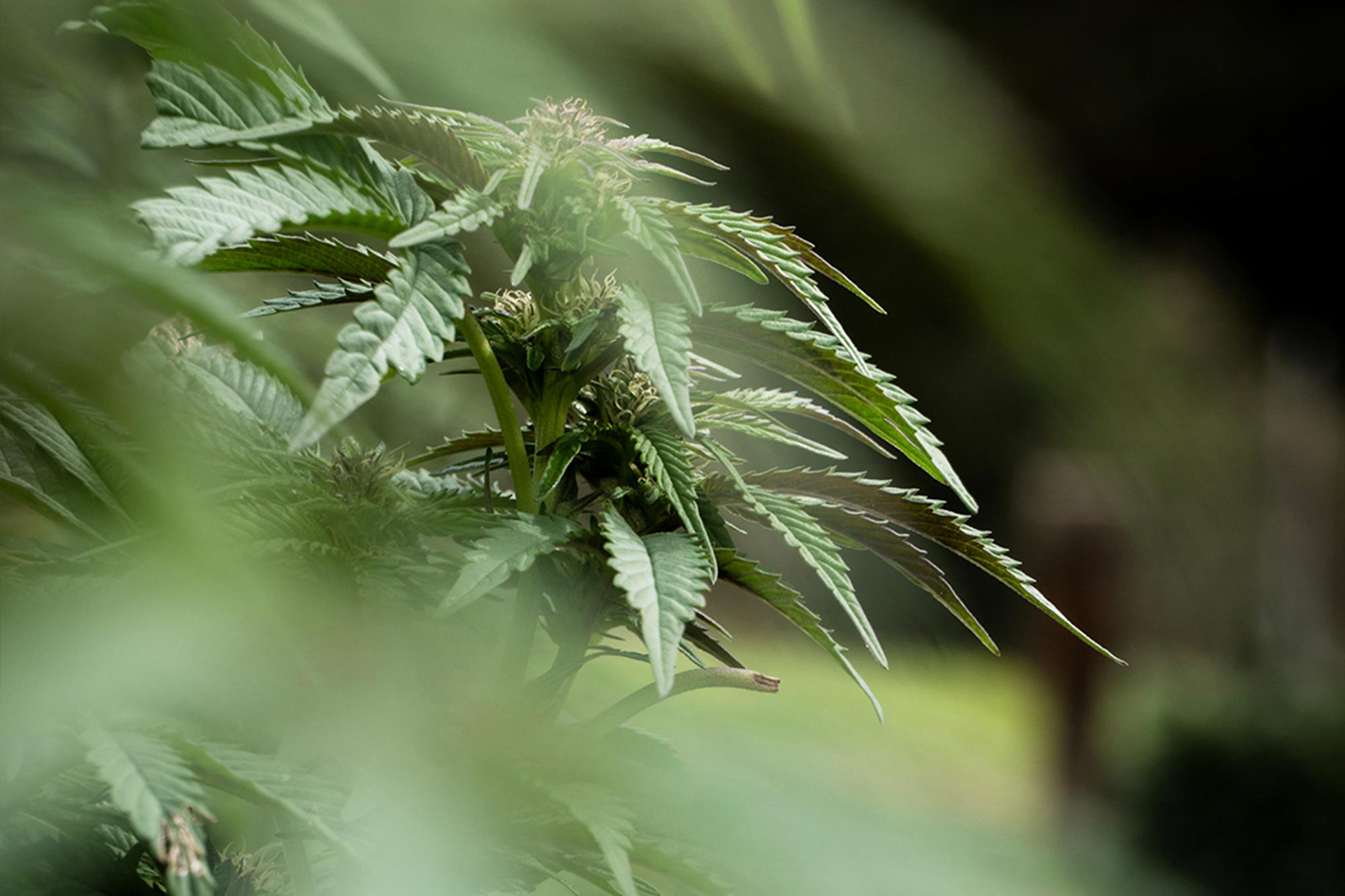 Bild Cannabis-Pflanze