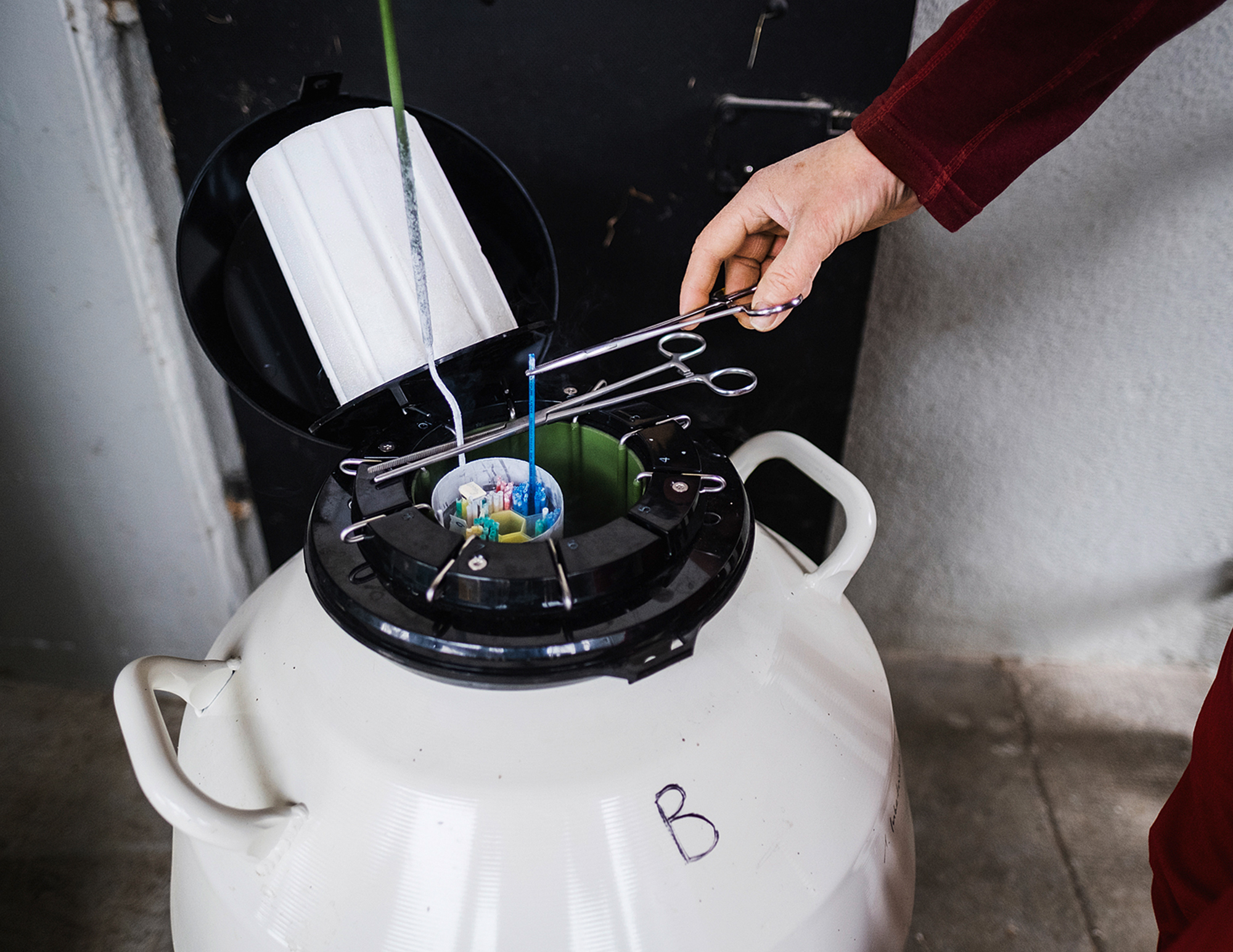 Barbara Knutti al suo lavoro di veterinario