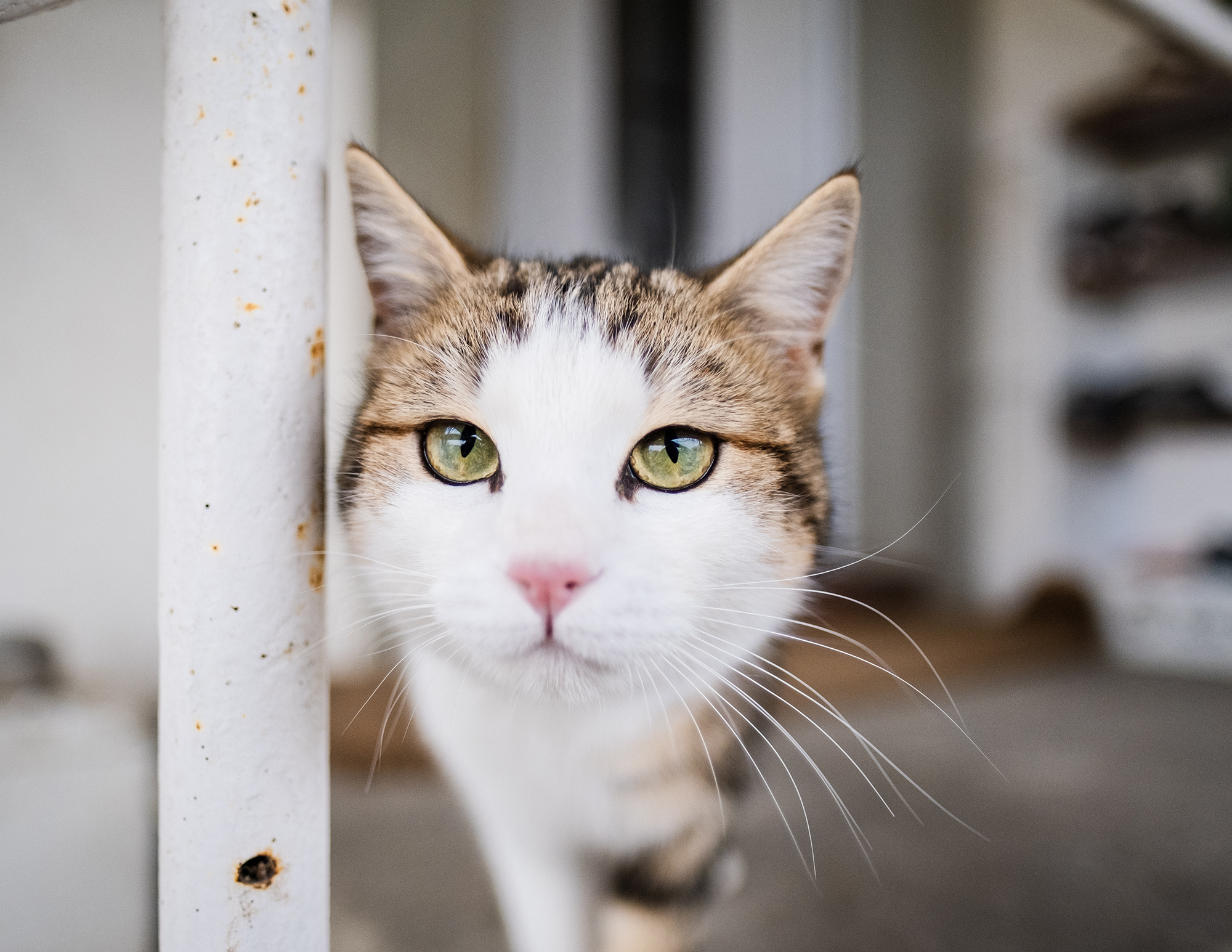 Barbara Knutti al suo lavoro di veterinario