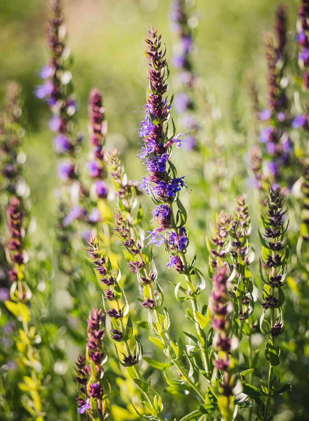 Heilkräutergarten Albinen